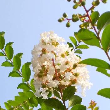 さるすべり（白花）の画像 by zoomx☆さん | 小さな庭とさるすべり（白花）と夏空の下