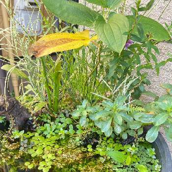 水中植物の投稿画像一覧 Greensnap グリーンスナップ