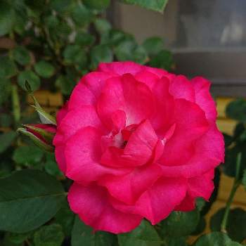 たまらない！の画像 by ＹＵＭＩＫＯさん | 小さな庭と私の癒し♡と綺麗〜❤️と薔薇愛同盟と花が好き❤と大好きとおうち園芸とお花に癒されてと植中毒とバラ  ときめきと薔薇が好き❤とたまらない！と花のある暮らしとかわいいな♡といい色♡