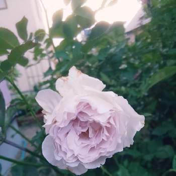2020 くまし バラの画像 by くましさん | 小さな庭とガブリエルと北海道と薔薇愛同盟と2020 くまし バラ