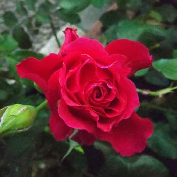 ミカエルの投稿画像一覧 Greensnap グリーンスナップ