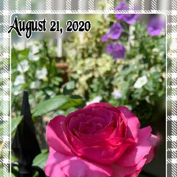 イヴピアッチェの画像 by もみじさん | 小さな庭とイヴピアッチェとペチュニアブルー ムーンとサフィニア　ピュアホワイトと幸せと薔薇愛同盟とお庭の草花とお家大好きとありがとうと全部GSのせいだと庭のばらと小さな小さな庭と花のある暮らしとばら 薔薇 バラとおうちで自然を感じると三種の神器と香りのバラとメイアン