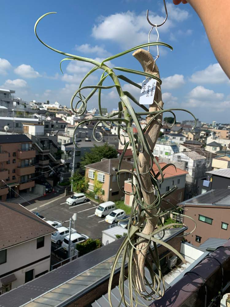 チランジア ドゥラティの投稿画像 By ぶりたまさん 着生植物と流木とエアープランツとボタニカルライフと植物男子 とブロメリア科とおうち園芸とティランジア属と植中毒と室内ジャングル化と珍奇植物とベランダーとエアプランツとビザールプランツ 月8月21日 チランジア ドゥラティの投稿画像 By ぶりたまさん 着生植物と流木とエアープランツとボタニカルライフと植物男子 とブロメリア科とおうち園芸とティランジア属と植中毒と室内ジャングル化と珍奇植物とベランダーとエアプランツとビザールプランツ 月8月21日