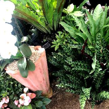 奇跡の星の植物館の画像 by 空花（くうか）さん | お出かけ先と胡蝶蘭とオオタニワタリとカラテア インシグニスと奇跡の星の植物館と淡路島