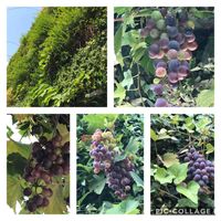 ブドウ,安藤忠雄,新梅田シティ,壁面好きの画像