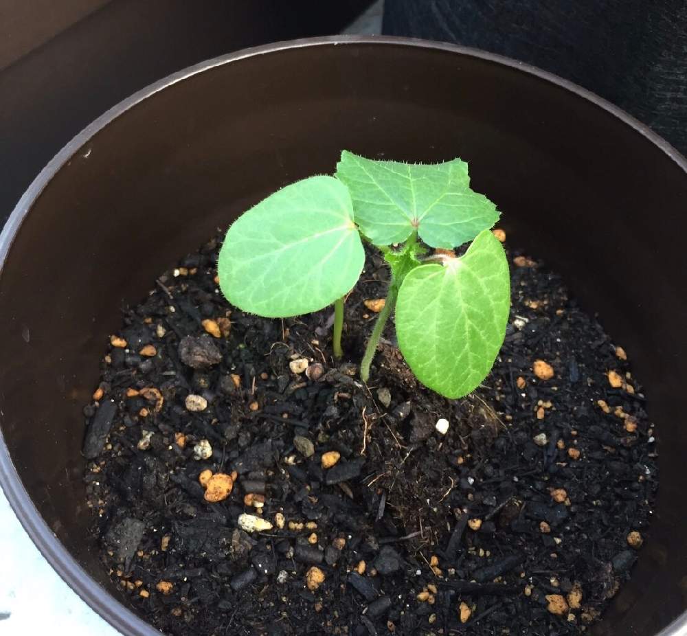 7 8オクラと枝豆も Greensnap グリーンスナップ