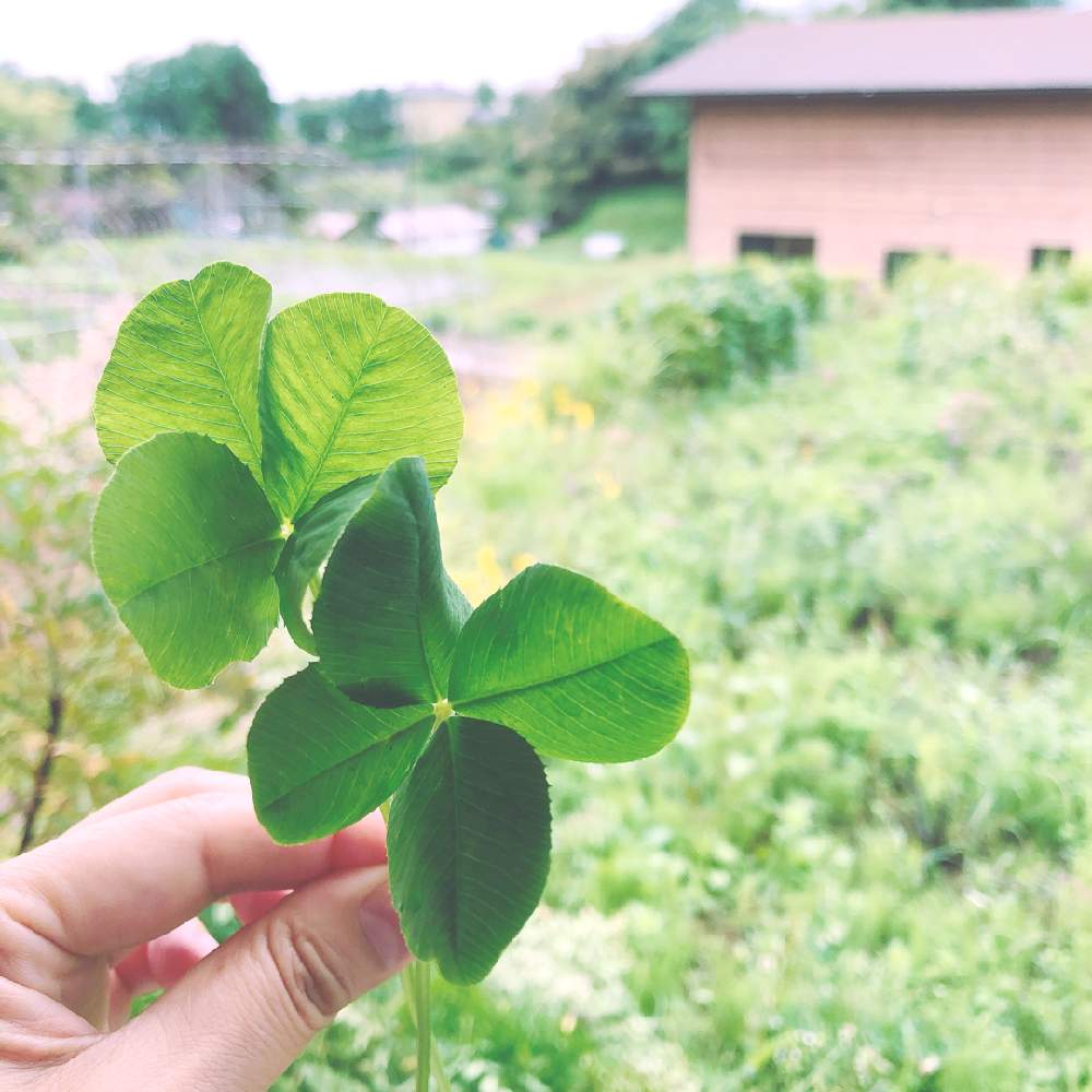 クローバーの投稿画像 By Minoさん 四つ葉のクローバーとみどりのある暮らしと田舎暮らしとgs映えと花のある暮らしと山梨県とお散歩 月8月21日 Greensnap グリーンスナップ