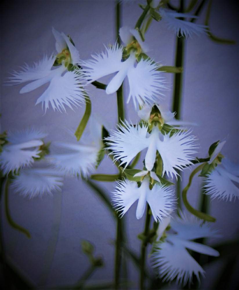 みどりのある暮らしの投稿画像 By Ohalu Uさん 実家と花が好き と一眼レフと植物だいすきと大好きときれいと綺麗ときれ い と真夏の花と実家の花と花が好きとやっぱり花が好き と今日のお花と サギソウとみどりのある暮らしと実家と花が好き と一眼レフと植物