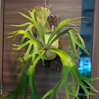 P Ss Foongの投稿画像一覧 Greensnap グリーンスナップ