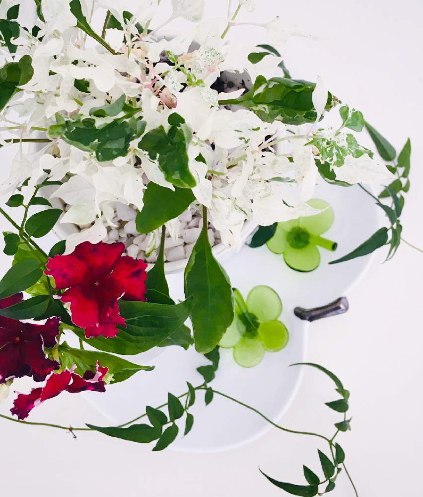 アルテルナンテラエンジェルレースの投稿画像 By ひなたぼっこさん グリーンライフ と植物に癒されてますと夏の花とシンプルが好きとナチュラルスタイルと花遊びと葉っぱが好き と葉っぱlove 月8月22日 Greensnap グリーンスナップ