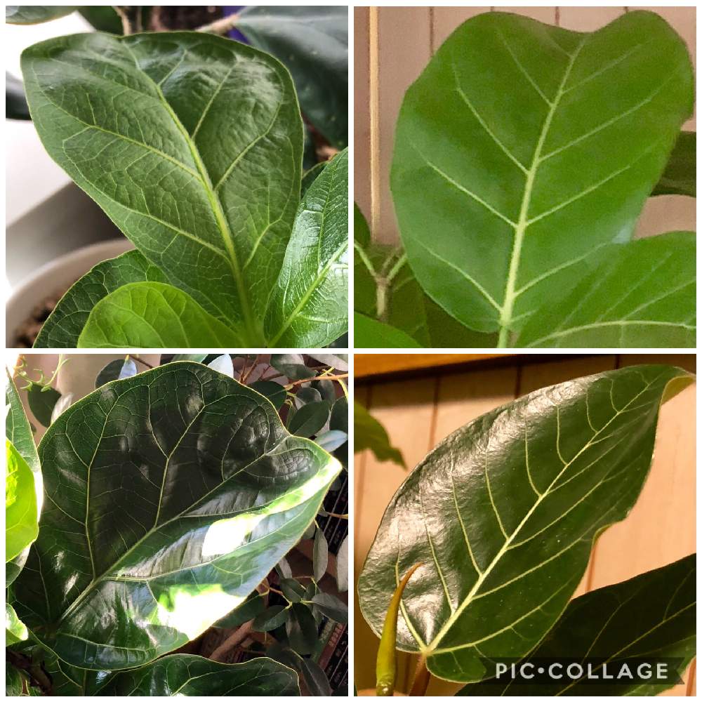 フィカス アフリカンプリンスの投稿画像 By Meguさん フィカス グランディスとインドアグリーンとインテリアガーデンと観葉植物とボタニカルライフと葉っぱと緑のある暮らしと今日イチ可愛い植物とフィカス属とお部屋ガーデンとゴムの木 とインテリアグリーンと