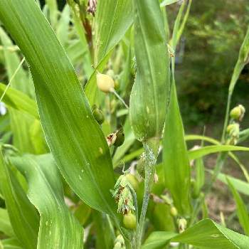 歴博 くらしの植物苑の投稿画像一覧 Greensnap グリーンスナップ