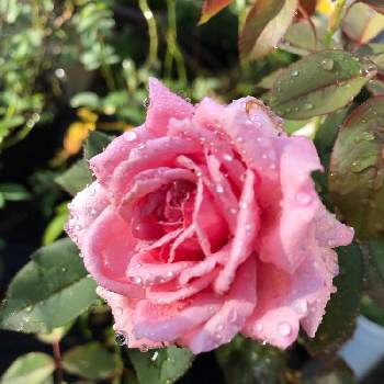 結愛の画像 by かずちゃんさん | 広い庭と結愛と花のある暮らしと薔薇が好き❤とおうち園芸