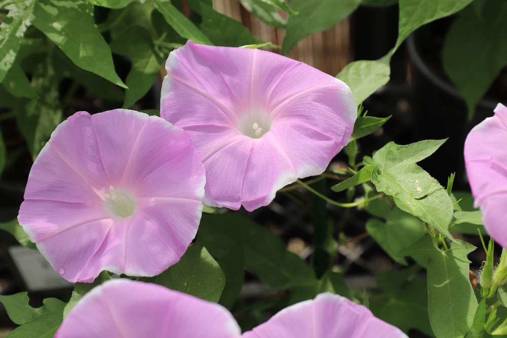 朝顔の投稿画像 By Kisaragiさん 佐倉 歴博と江戸園芸と日本の伝統とピンク ピンクと佐倉くらしの植物苑と変化アサガオと江戸の園芸と伝統の朝顔とピンクのはな 月8月22日 Greensnap グリーンスナップ