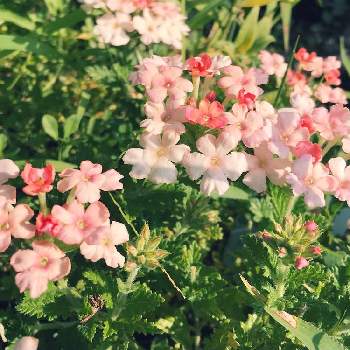 美女桜  バーベナの画像 by mimiさん | 小さな庭と花壇と手作りの庭とバーベナ☆と美女桜  バーベナ