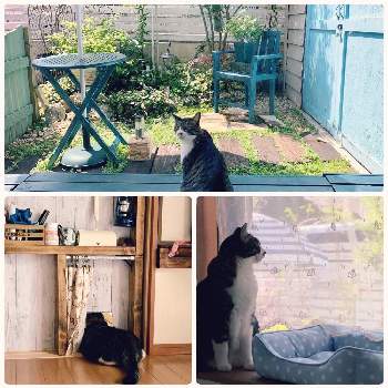 猫のいる庭の画像 by ニャンコガーデンさん | 小さな庭とニャンニャン祭りと我が家のニャンコと猫のいる庭と猫好きとネコ好きとお気に入りの場所と手作りの庭と小さな小さな庭