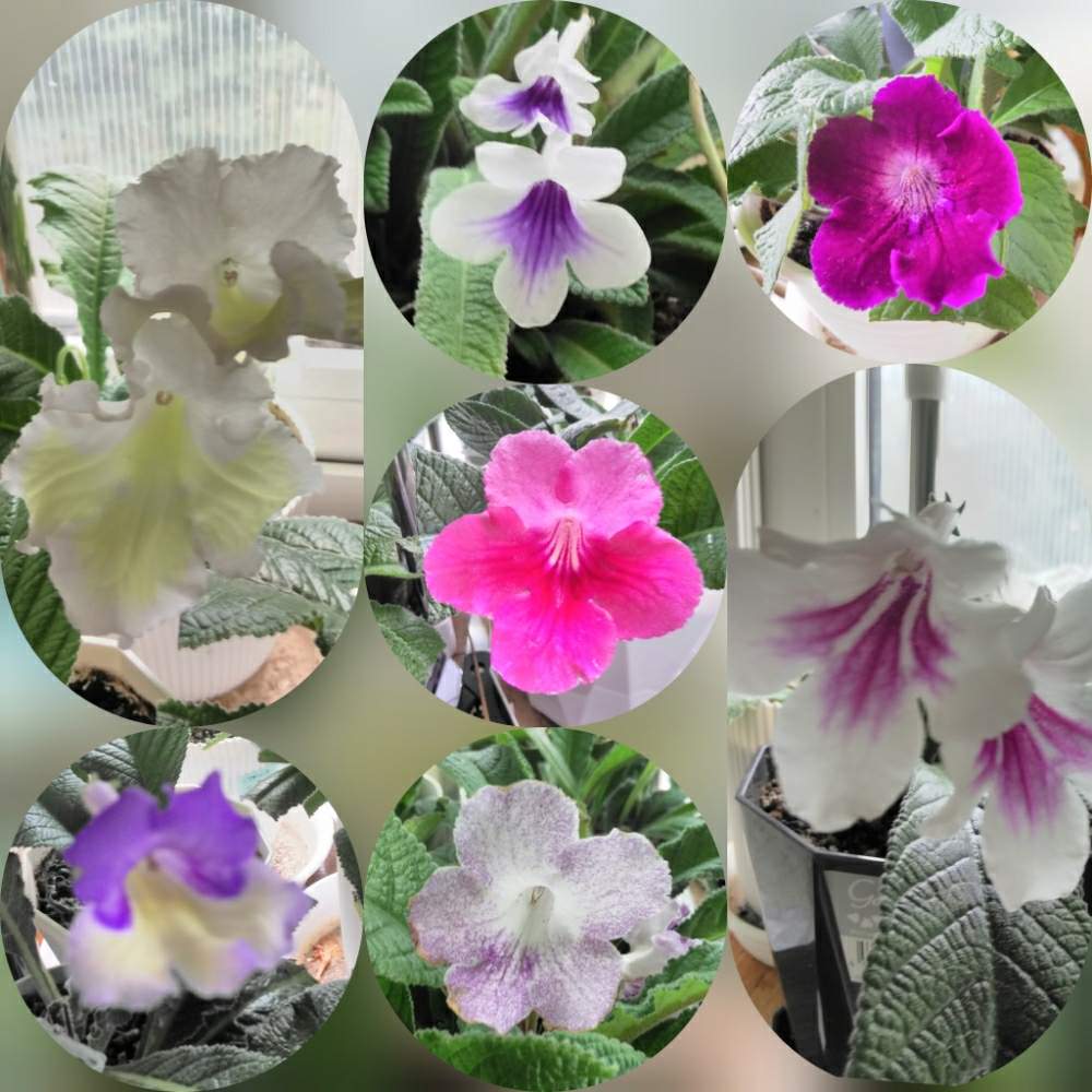 ストレプトカーパスの葉挿し Greensnap グリーンスナップ