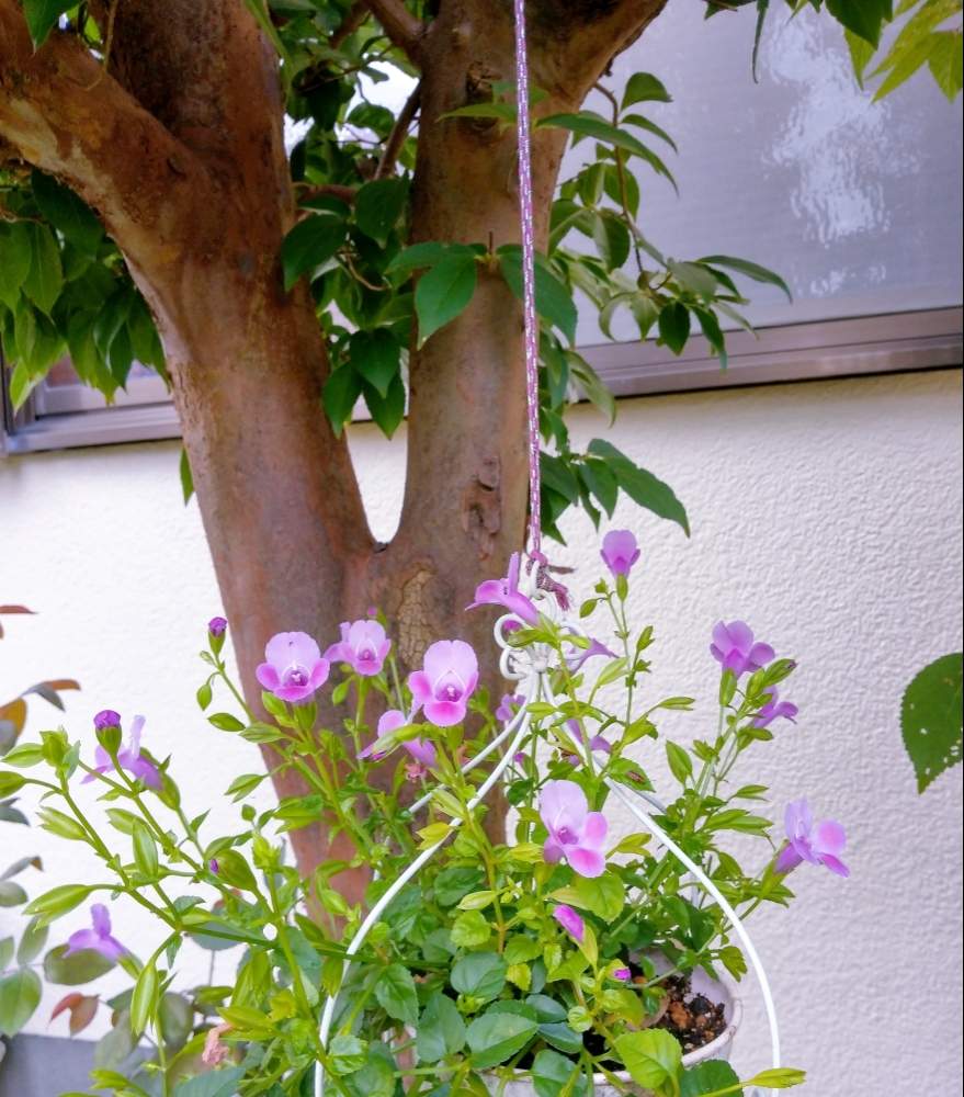 トレニアの投稿画像 By ミキさん ヒメシャラと鉢植えとピンクの花と落葉樹と鉢植えのお花 月8月22日 Greensnap グリーンスナップ