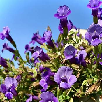 元気をもらえる花の画像 by くりさん | 小さな庭とトレニアと青い花と花のある暮らしとおうち園芸と元気をもらえる花