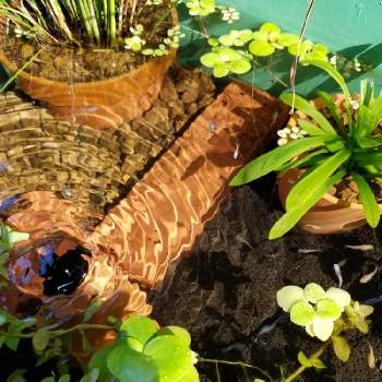 メダカ ビオトープの画像 by ミケさん | 小さな庭とウォーターバコパとナガバオモダカとアマゾンフロッグピットとめだかとミニシペラス。とメダカ ビオトープとほてい草(ホテイアオイ)と水生植物とメダカ
