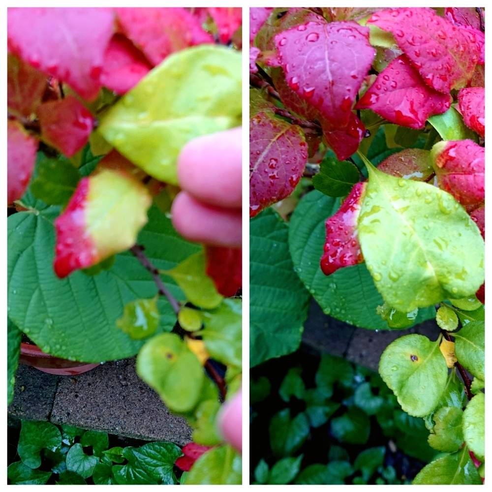 ナツハゼの投稿画像 By Harkaさん クサボケとおうち園芸と紅葉 こうよう と鉢植えと こまち多肉部 と実のなる木 月8月22日 Greensnap グリーンスナップ