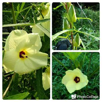 花おくらの投稿画像一覧 Greensnap グリーンスナップ