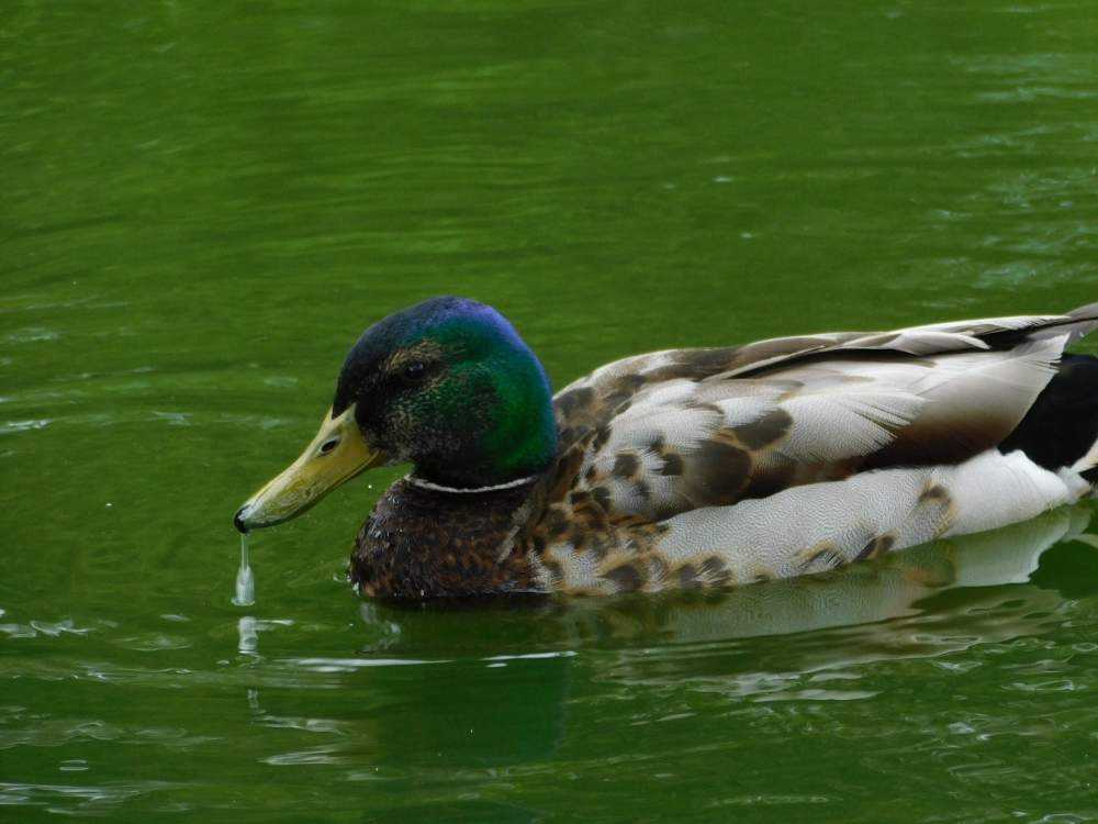 特大】 カップ sarreguemines アニマル カモ 鴨 手彩色 蝶々 特大