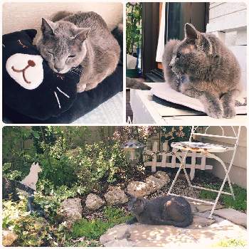 猫のいる庭の画像 by ニャンコガーデンさん | 小さな庭とニャンニャン祭りと猫のいる庭と猫好きとネコ好きとお気に入りの場所と手作りの庭と思い出がいっぱいとネコと植物と小さな小さな庭