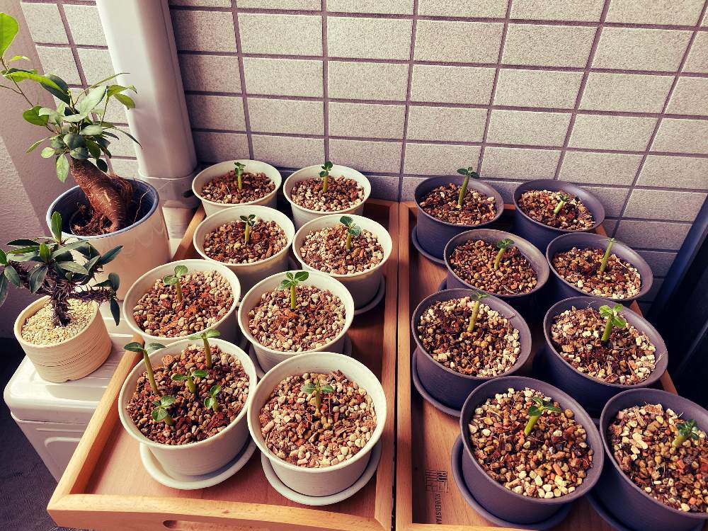 ガジュマルの投稿画像 By 2さん フィアナランツォアとアデニウム アラビカム実生とアデニウム ソコトラナム実生 月8月22日 Greensnap グリーンスナップ