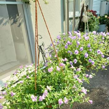 トレニア垂れ下がるタイプの投稿画像一覧 Greensnap グリーンスナップ