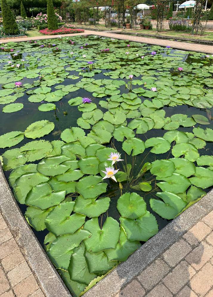 の投稿画像 By ケン太さん あしかがフラワーパークと蓮の花 と夏の花と蓮池 月8月22日 Greensnap グリーンスナップ