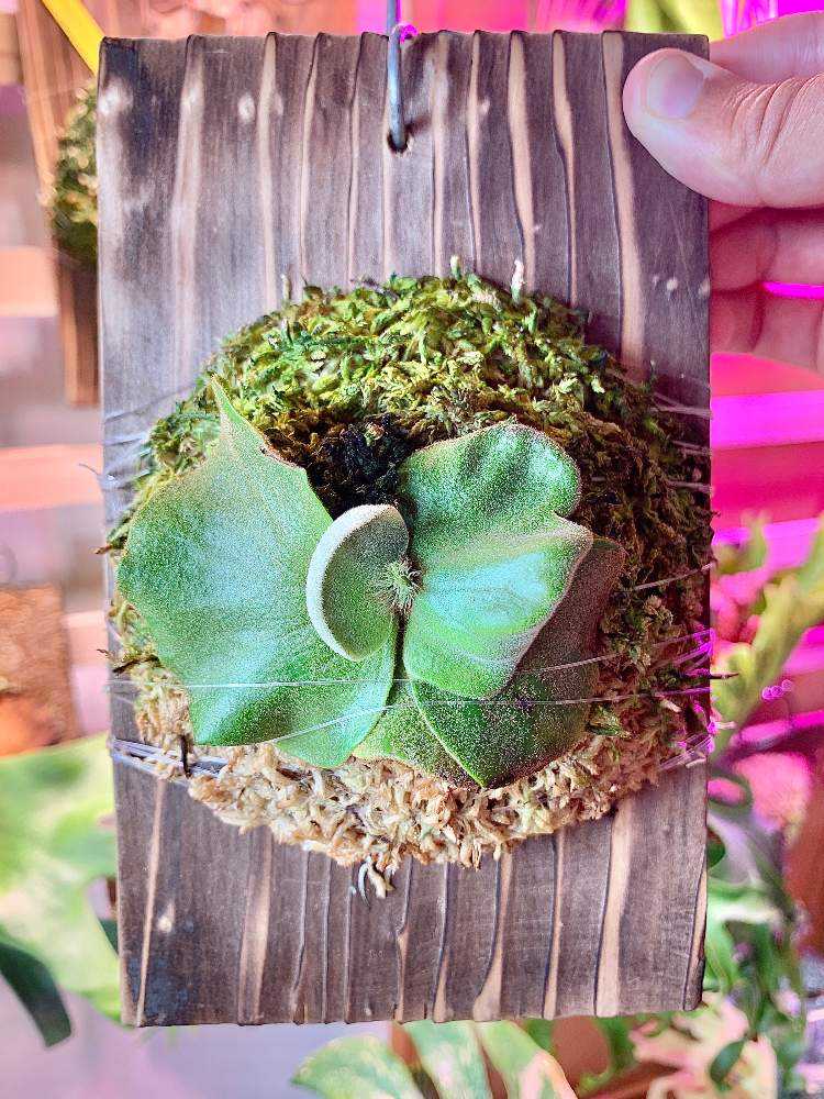 専用 エレファントティス 子株もたくさん エレファントティス 子株