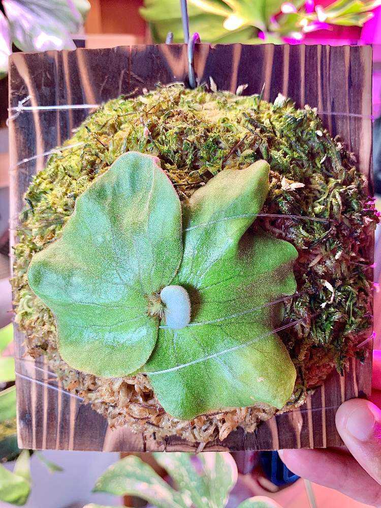 エレファントティスの赤ちゃんを株分けしてみるよ！〜完