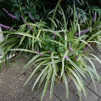 ヤブランの画像