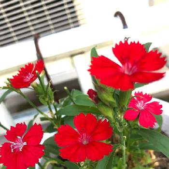 撫子 ダイアンサス テルスターの投稿画像一覧 Greensnap グリーンスナップ