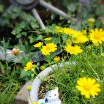 黄色の小花の投稿画像一覧 Greensnap グリーンスナップ