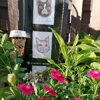 先代萩の投稿画像一覧|🍀GreenSnap(グリーンスナップ)