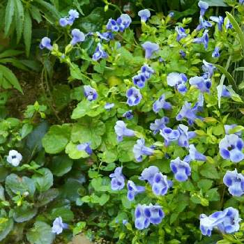 トレニア サマーミストの画像 by miuさん | 小さな庭とトレニアとトレニア サマーミストと青色の花とおうち園芸と花のある暮らしとかわいい