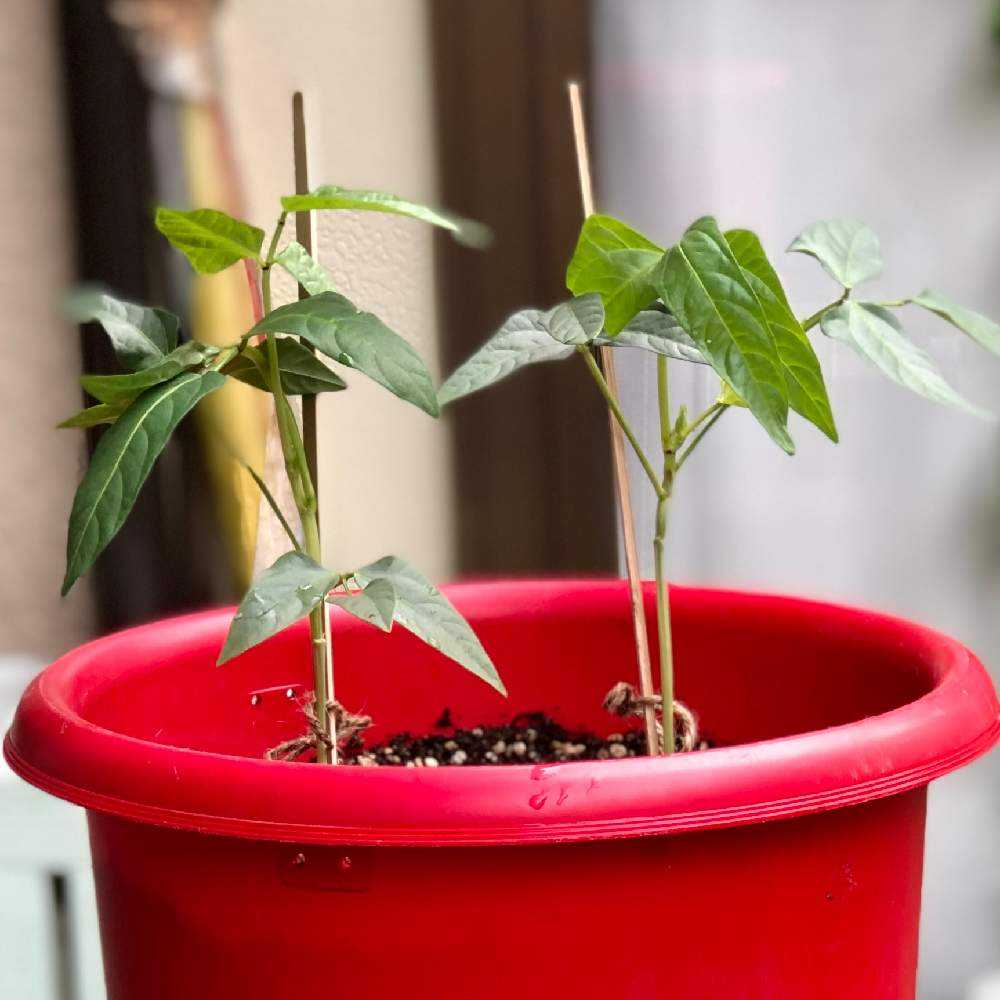 三尺ササゲの成長記録┌(┌^o^)✍ ｜🍀GreenSnap（グリーンスナップ）