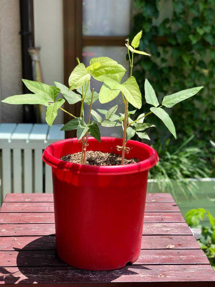 三尺ササゲの成長記録┌(┌^o^)✍ ｜🍀GreenSnap（グリーンスナップ）