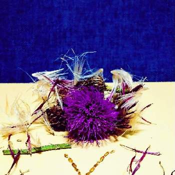 あざみ花の構造の投稿画像一覧 Greensnap グリーンスナップ