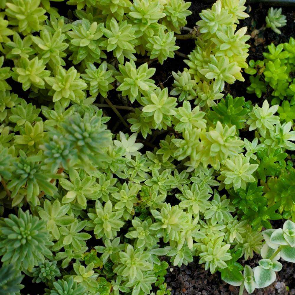 セダムの成長記録 Greensnap グリーンスナップ