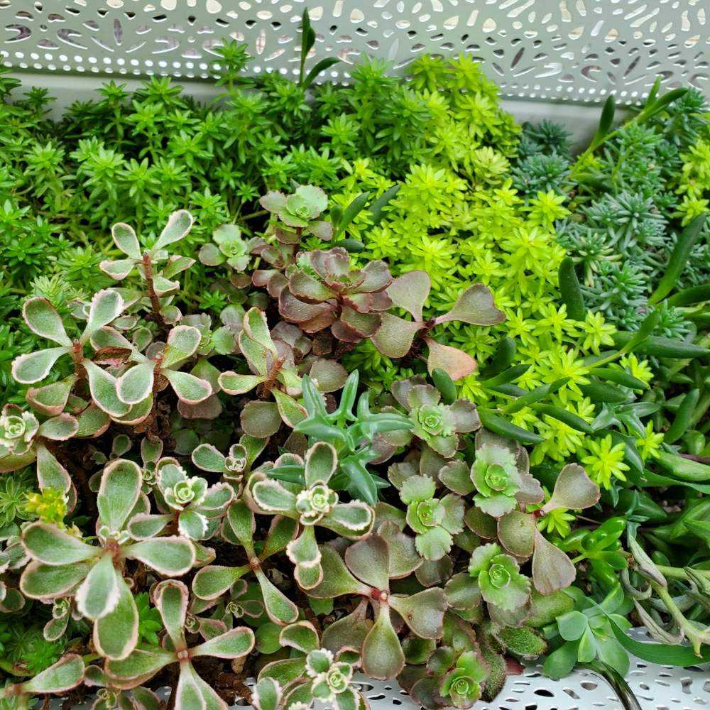 セダムの成長記録 Greensnap グリーンスナップ