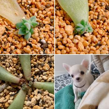 犬 チワワ きなこの投稿画像一覧 Greensnap グリーンスナップ