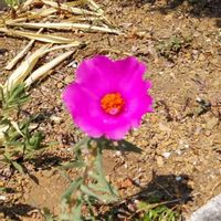 マツバボタンの画像