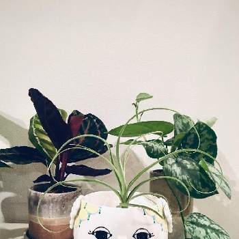 北欧インテリアの投稿画像一覧 Greensnap グリーンスナップ