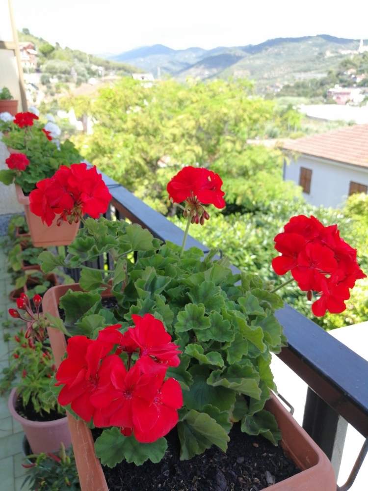 ゼラニウムの投稿画像 By Yukakoさん 景色とイタリアとコンテナガーデンと赤い花と鉢植え 月8月23日 Greensnap グリーンスナップ