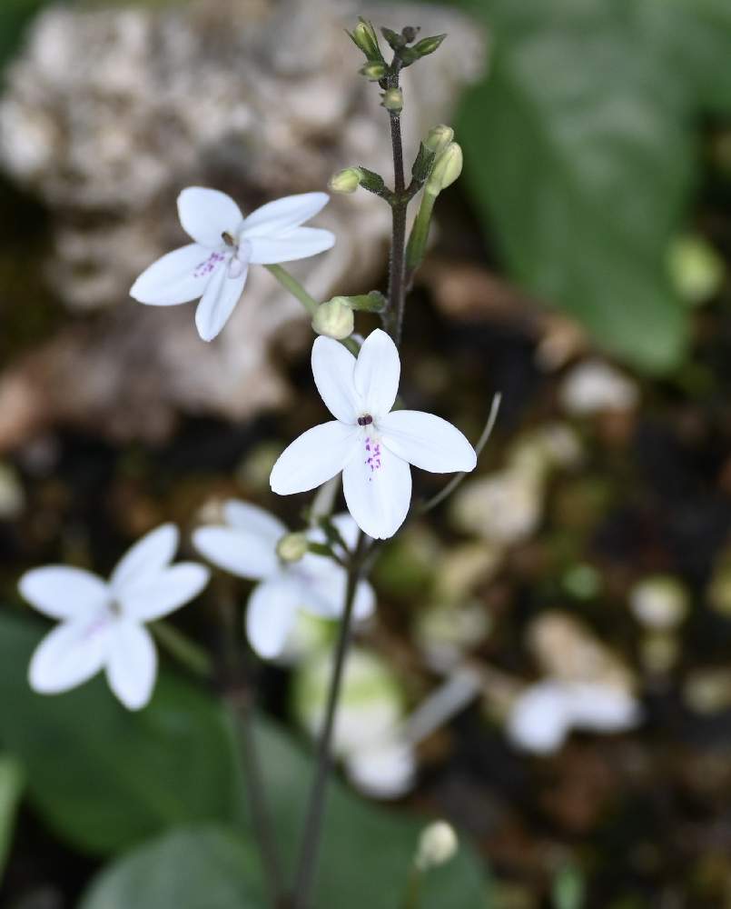 プセウデランテマム バリアビレの投稿画像 By てもさん ホワイトラビットとキツネノマゴ科とうさぎシリーズとオーストラリア原産と山野草と白い花とかわいい雑草 月8月23日 Greensnap グリーンスナップ