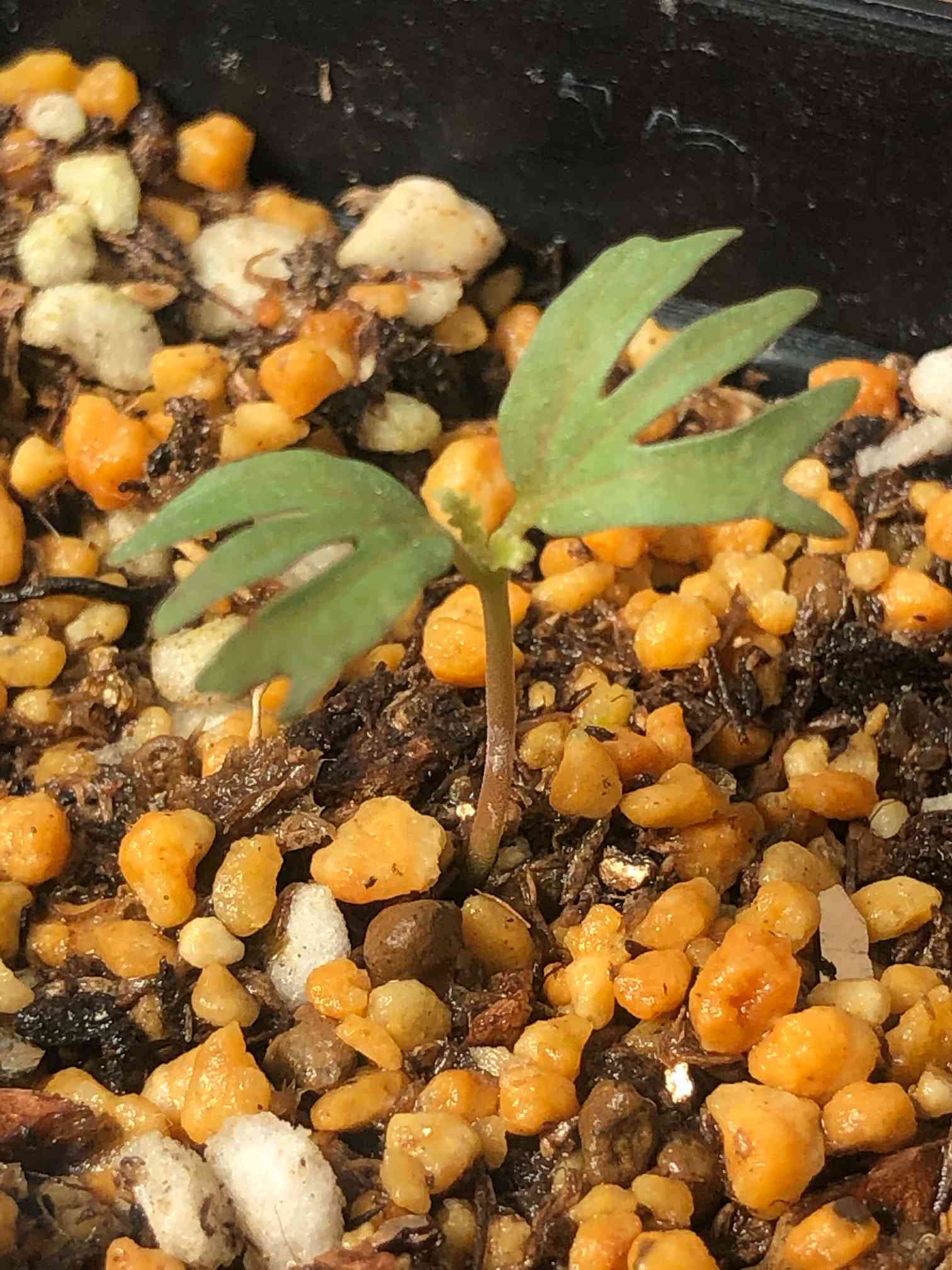 ボスウェリア　サクラ　多分岐 ボスウェリア・サクラの実生記録(2023.7.12〜)｜きりん