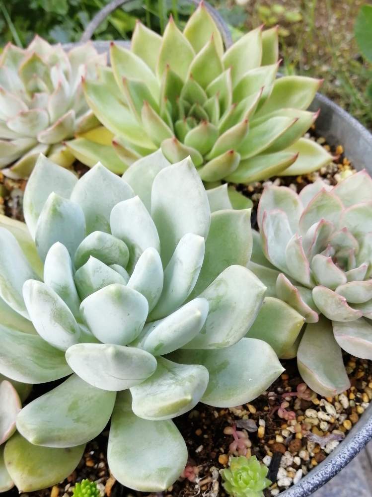 クリスマスイブの投稿画像 By くるりんさん アズールブルーとジャシャリーと多肉植物と多肉植物のある暮らしとおうち園芸とジャシリー とアズールブルー とエケベリア クリスマスイブ 月8月23日 Greensnap グリーンスナップ